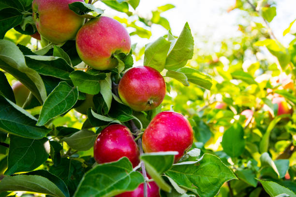 istock Red apples on a branch against the sky, close up, copy space 1347181711