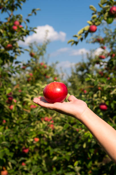 istock Red apple on a woman's hand against the sky, close up, copy space, template 1347181722