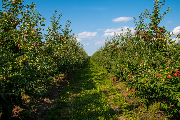 istock Apple orchard with red apples against the sky, close up, copy space, peizage 1347181729
