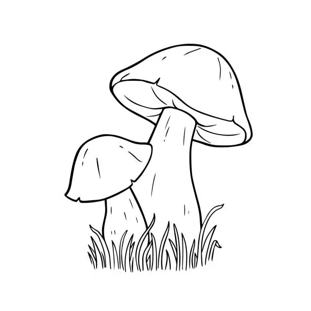 Vector illustration of Mushrooms. For coloring book pages.