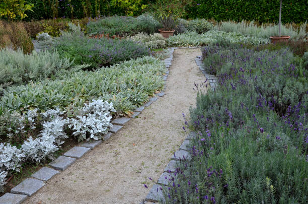 istock garden path between herb beds with lavender and lemon trees in a pot. all plants have gray leaves. curb of stone cubes threshing path bent narrow 1347182753
