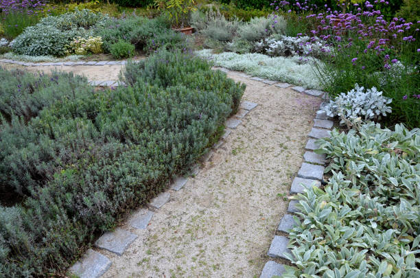garden path between herb beds with lavender and lemon trees in a pot. all plants have gray leaves. curb of stone cubes threshing path bent narrow