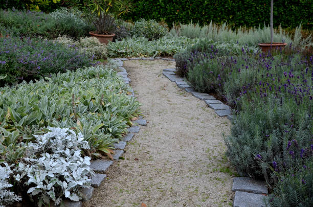istock garden path between herb beds with lavender and lemon trees in a pot. all plants have gray leaves. curb of stone cubes threshing path bent narrow 1347182891
