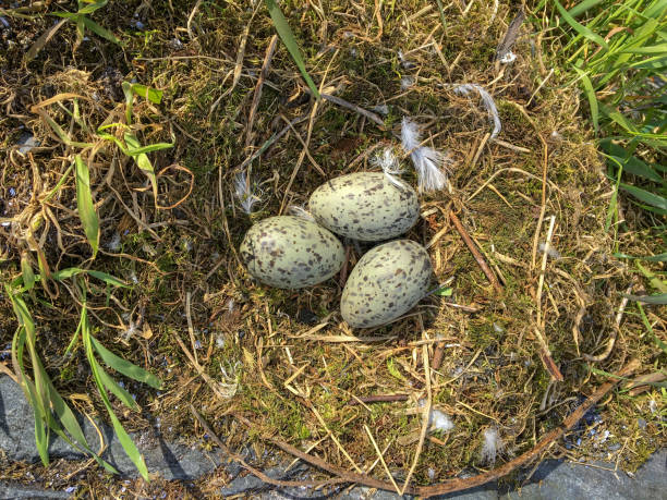 istock Gull Eggs #3 in Nest, Alaska 1347182893