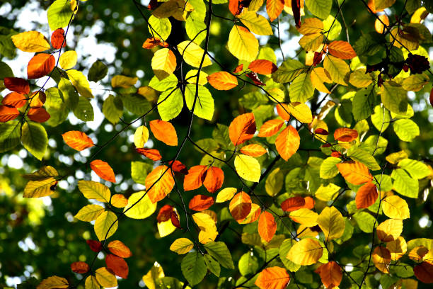 istock autumnal colored beech leaves on trees in backlit 1347183308