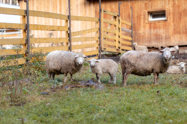 istock Sheep and lambs graze on the green grass. Sheep breeding. Housekeeping 1347183330