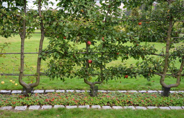 istock apple trees grown in flat vertical palmettes. branching at sharp angles. a strip of flowerbed with a curb of paving granite blocks. undergrowth under the berries of wild strawberries 1347183968