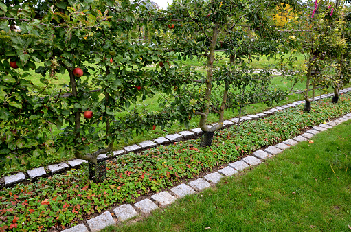 apple trees grown in flat vertical palmettes. branching at sharp angles. a strip of flowerbed with a curb of paving granite blocks. undergrowth under the berries of wild strawberries, overgrowth, vesca, fragaria, malus domestica