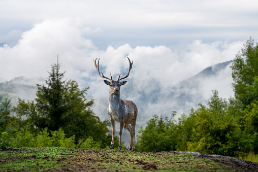 Close up deer on mountain background with clouds in mountain