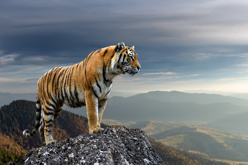 Tigre se para en una roca contra el fondo de la montaña de la tarde photo