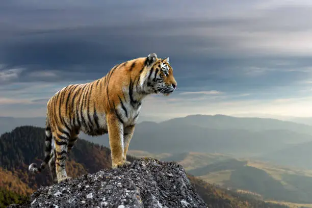 Photo of Tiger stands on a rock against the background of the evening mountain