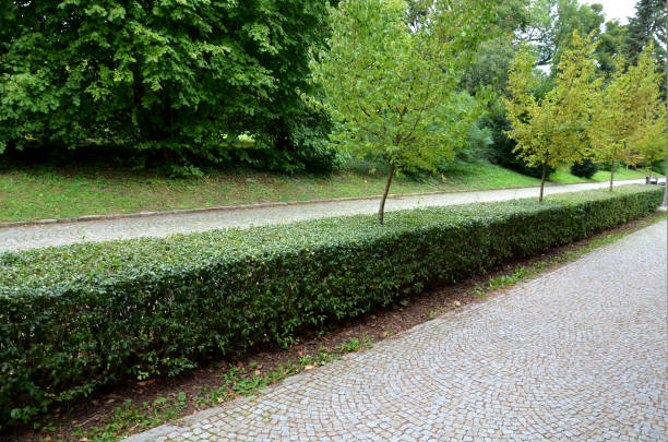 istock wall with an upper edge made of atypical rounded fired bricks. Street with a wide cobblestone sidewalk and a shaped hedge with an alley of dogwood made on the trunk 1347184414