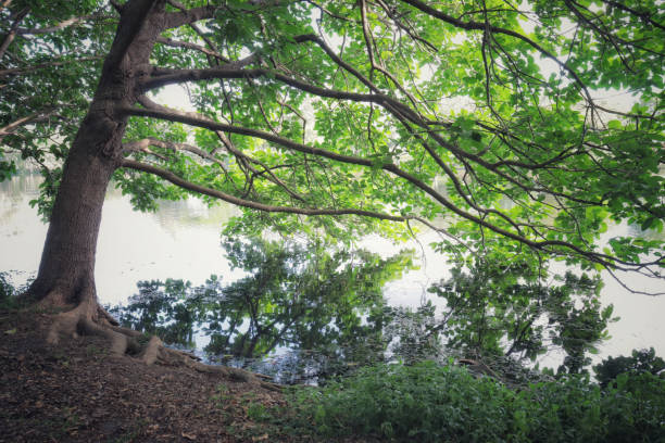 istock Australian bush North Queensland 1347184471