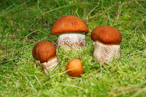 istock Aurantiacum's leccinum 134718456
