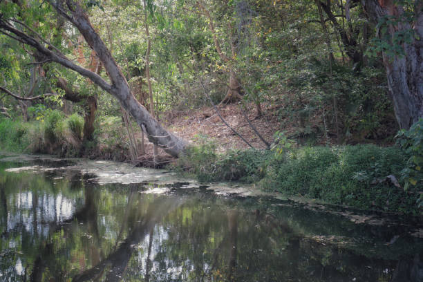 istock Australian bush North Queensland 1347185193