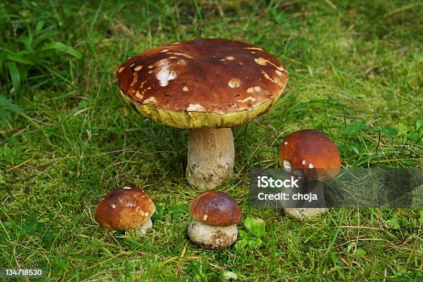 Photo libre de droit de Cèpe De Natureporcini Champignon banque d'images et plus d'images libres de droit de Aliment - Aliment, Aliment cru, Automne