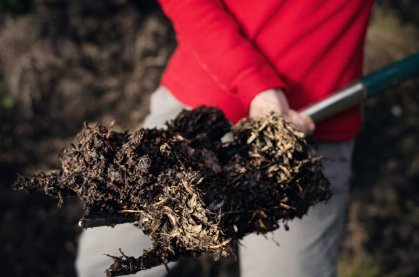 Forkful of rotted cow dung Woman preparing well rotted cow dung for her garden. animal dung stock pictures, royalty-free photos & images