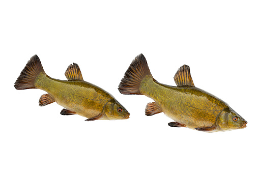 two fish lenok (Brachymystax) isolated on white background