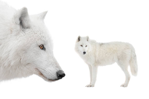istock two Polar white wolf stands isolated on white background 1347185550