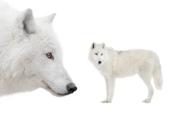 two Polar white wolf stands isolated on white background