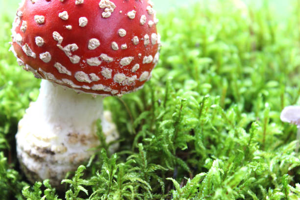 red fly agaric toadstool and green moss. face forward. fall or fall. close up. horizontally. place for a copy. selective focus - mushroom fly agaric mushroom photograph toadstool imagens e fotografias de stock