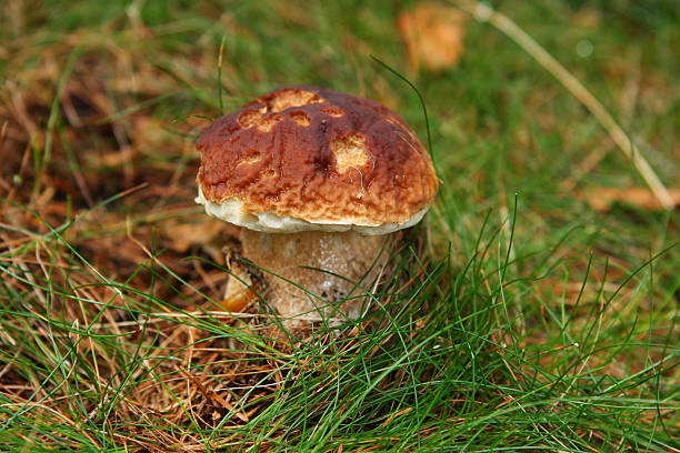 istock Cepe in nature...porcini mushroom 134718565