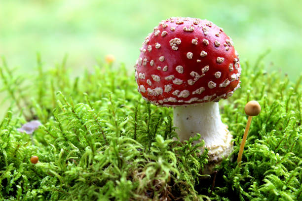 red fly agaric toadstool and green moss. face forward. fall or fall. close up. horizontally. place for a copy. selective focus - mushroom fly agaric mushroom photograph toadstool imagens e fotografias de stock