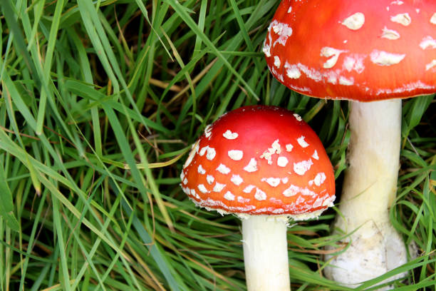 red fly agaric toadstool and green moss. face forward. fall or fall. close up. horizontally. place for a copy. selective focus - mushroom fly agaric mushroom photograph toadstool imagens e fotografias de stock