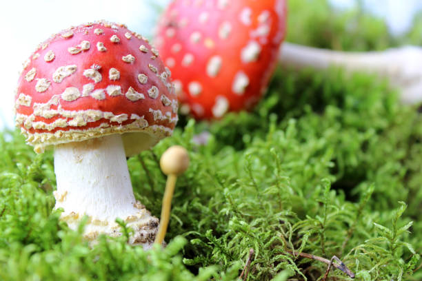 red fly agaric toadstool and green moss. face forward. fall or fall. close up. horizontally. place for a copy. selective focus - mushroom fly agaric mushroom photograph toadstool imagens e fotografias de stock