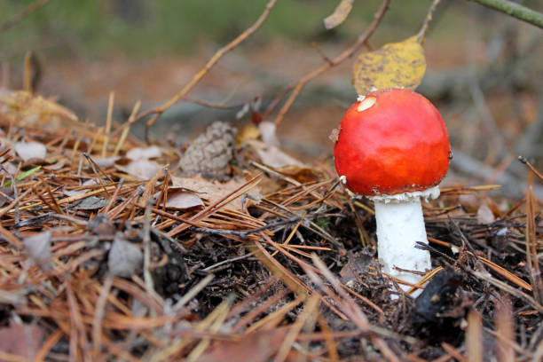 red fly agaric toadstool and green moss. face forward. fall or fall. close up. horizontally. place for a copy. selective focus - mushroom fly agaric mushroom photograph toadstool imagens e fotografias de stock