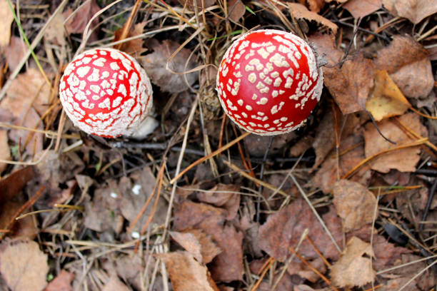 red fly agaric toadstool and green moss. face forward. fall or fall. close up. horizontally. place for a copy. selective focus - mushroom fly agaric mushroom photograph toadstool imagens e fotografias de stock