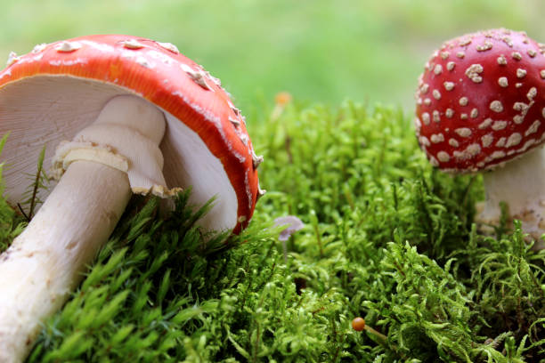 red fly agaric toadstool and green moss. face forward. fall or fall. close up. horizontally. place for a copy. selective focus - mushroom fly agaric mushroom photograph toadstool imagens e fotografias de stock