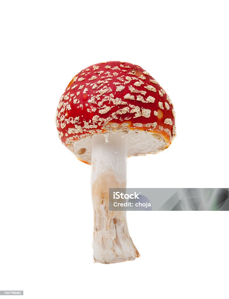 ベニテングタケ（Amanita muscaria ) - カットアウトのロイヤリティフリーストックフォト