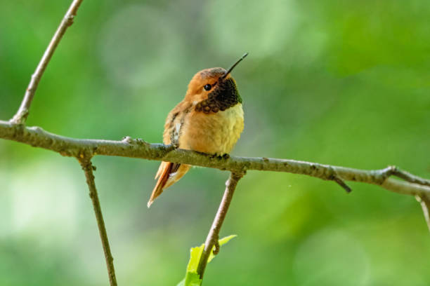 istock juvenile Rufous Hummingbird, Richmond, BC, Canada 1347187063
