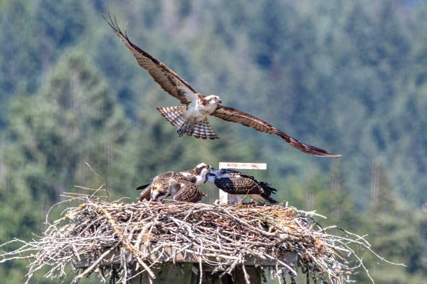 istock baby ospreys in a nest 1347187805