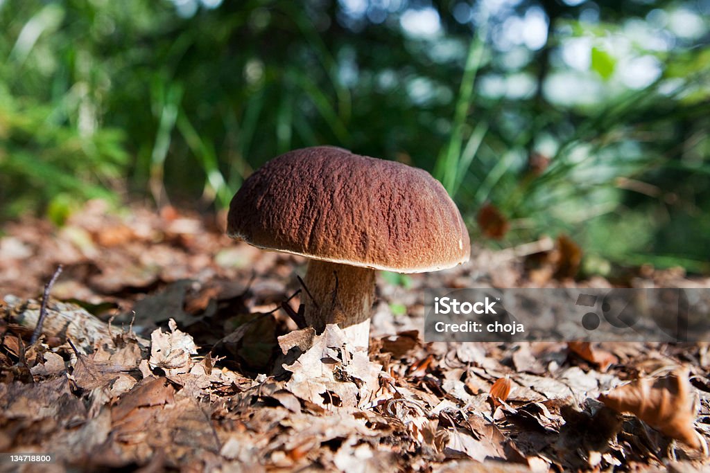 Hermoso cepe en nature.Boletus edulis.porcini tipo seta - Foto de stock de Agarrar libre de derechos