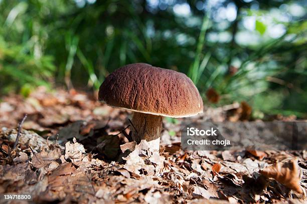 Bonito Em Natureboletus Edulisporcini Cogumelo Boletus Edulis - Fotografias de stock e mais imagens de Ao Ar Livre