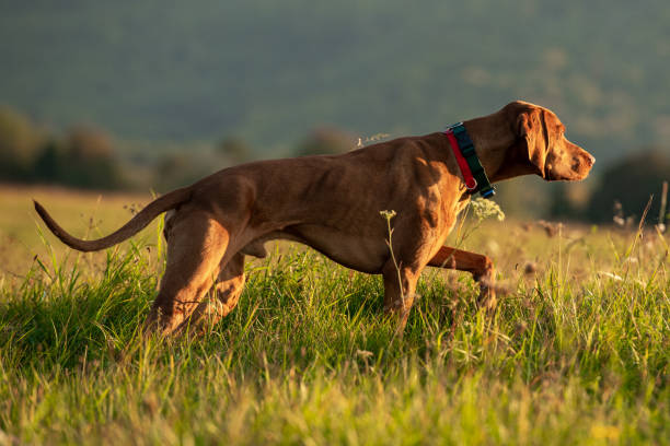 Beautiful male hungarian vizsla hunting dog pointing. Hunting dog in point side view. stock photo