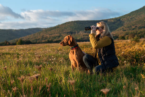 헝가리 의 비즈슬라 개와 함께 새를 발견하기 위해 쌍안경을 사용하는 젊은 여성 사냥꾼은 아름다운 화창한 가을 저녁에 초원에서 나납니다. 사냥 개와 사냥. - 사냥꾼 뉴스 사진 이미지