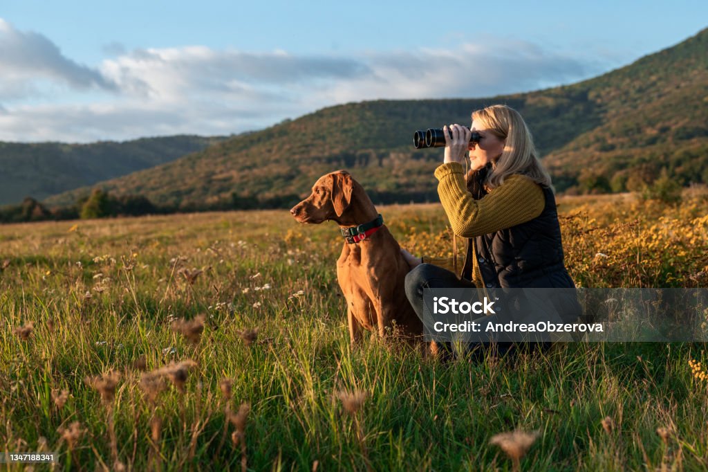 Young female hunter using binoculars for bird spotting with hungarian vizsla dog by her side, out in a meadow on a beautiful sunny autumn evening. Hunting with a hunting dog. Hunting - Sport Stock Photo