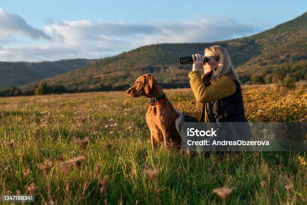 Young Female Hunter Using Binoculars For Bird Spotting With Hungarian Vizsla Dog By Her Side Out In A Meadow On A Beautiful Sunny Autumn Evening Hunting With A Hunting Dog Stock Photo - Download Image Now