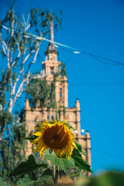 Sunflowers. Sky. The sun. Color yellow and blue.