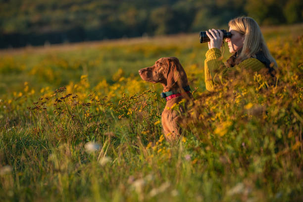 istock Young female hunter using binoculars for bird spotting with hungarian vizsla dog by her side, out in a meadow on a beautiful sunny autumn evening. Hunting with a hunting dog. 1347189192