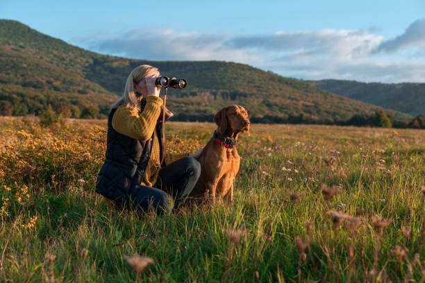 istock Young female hunter using binoculars for bird spotting with hungarian vizsla dog by her side, out in a meadow on a beautiful sunny autumn evening. Hunting with a hunting dog. 1347189484