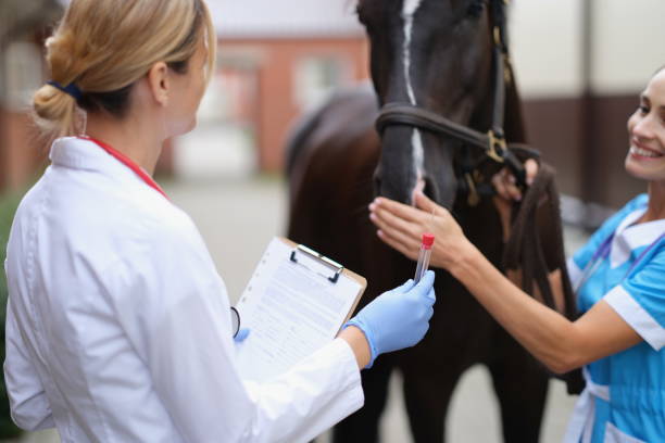 2人の獣医師が馬を調べ、生物学的サンプルを採取する - doping test ストックフォトと画像