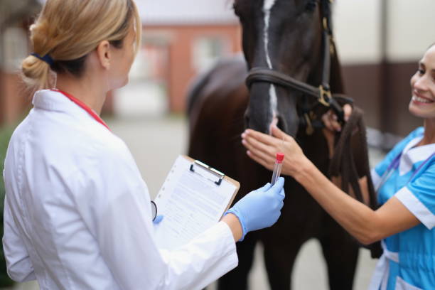 два ветеринара осматривают лошадь и берут биологический образец - doping test стоковые фото и изображения