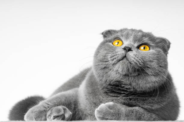 istock gray british shorthair cat with beautiful eyes on a white background 1347191163