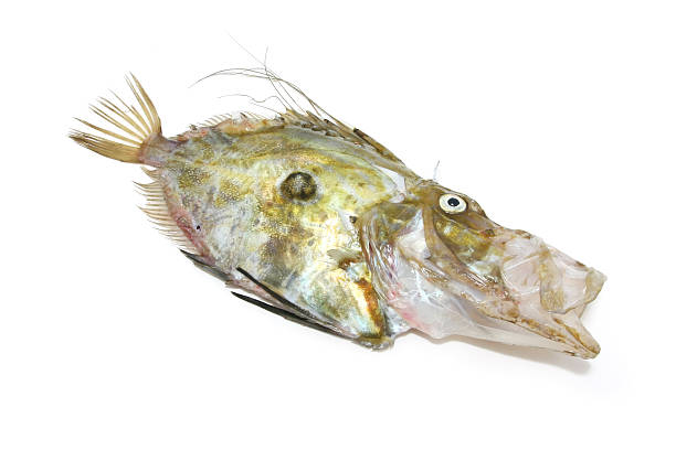 istock Zeus Faber....John Dory fish,very tastefull 134719118