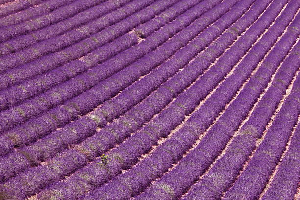 istock Lavender field in Provence,France. 134719219