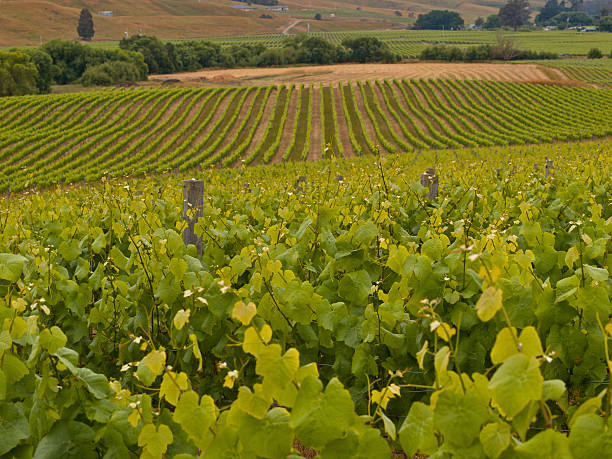 Vineyard overview New Zealand vineyard country overview marlborough region vineyard chardonnay grape new zealand stock pictures, royalty-free photos & images